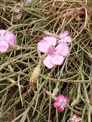 Dianthus caryophyllus