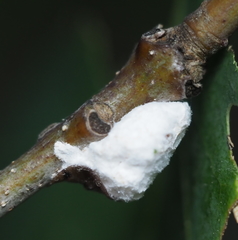 Pulvinaria innumerabilis