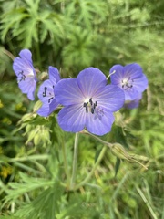 Geranium pratense
