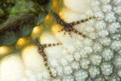 Ophiothela