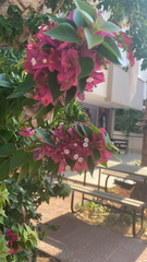 Bougainvillea