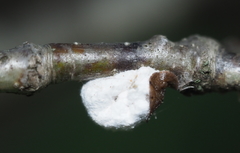 Pulvinaria innumerabilis