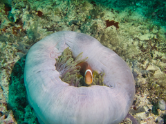 Amphiprion nigripes