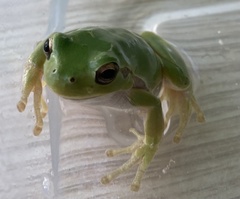 Hyla intermedia perrini