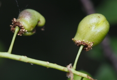 Contarinia virginianiae
