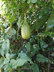 Aristolochia sempervirens