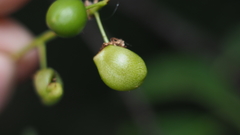 Contarinia virginianiae