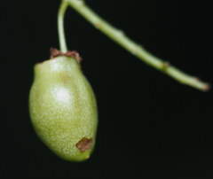 Contarinia virginianiae