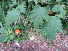 Rubus palmatus coptophyllus