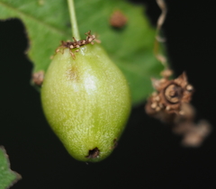 Contarinia virginianiae