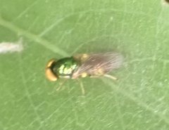 Microchrysa flavicornis