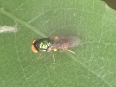 Microchrysa flavicornis