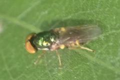 Microchrysa flavicornis
