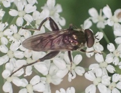 Chalcosyrphus nemorum