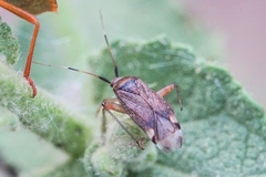 Closterotomus annulus