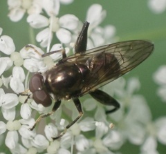 Chalcosyrphus nemorum