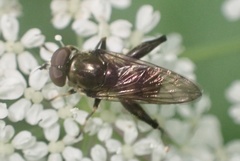 Chalcosyrphus nemorum