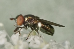 Lejogaster metallina
