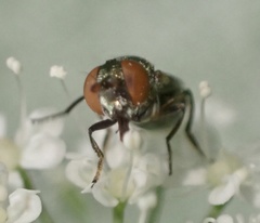 Lejogaster metallina