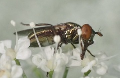 Lejogaster metallina