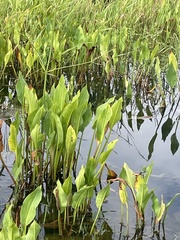 Alisma plantago-aquatica