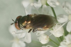 Lejogaster metallina