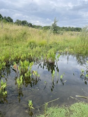Alisma plantago-aquatica