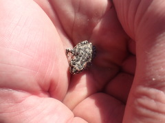 Capensibufo tradouwi