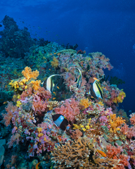 Hemitaurichthys zoster