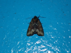 Oligia strigilis