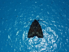Oligia strigilis