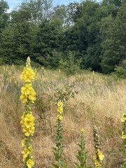 Verbascum