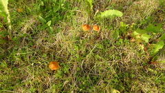 Hygrocybe conica