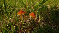 Hygrocybe conica