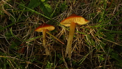 Hygrocybe conica