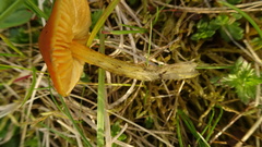 Hygrocybe conica