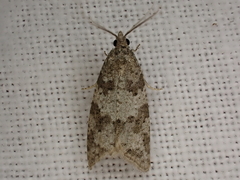 Cnephasia incertana