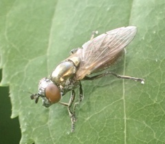 Lejogaster metallina