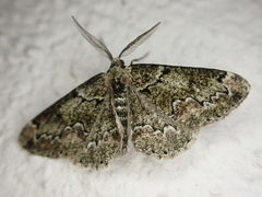 Cleorodes lichenaria