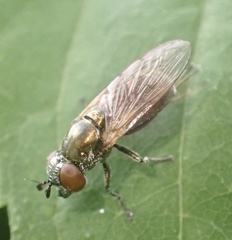 Lejogaster metallina