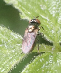 Lejogaster metallina