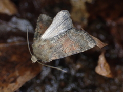 Oligia latruncula