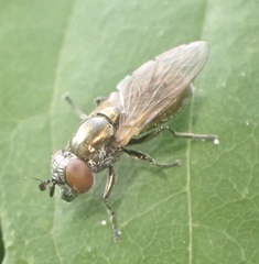 Lejogaster metallina