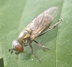 Lejogaster metallina