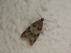 Cnephasia incertana