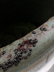 Dactylosternum abdominale