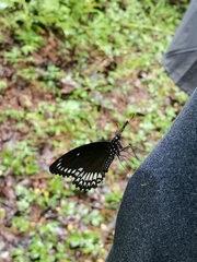 Papilio dravidarum