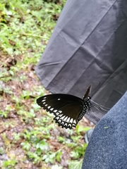Papilio dravidarum