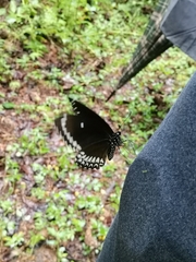 Papilio dravidarum