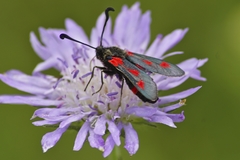 Zygaena sarpedon